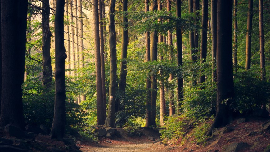 Ecobnb Nacht im Wald