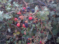 Brombeere Ecobnb