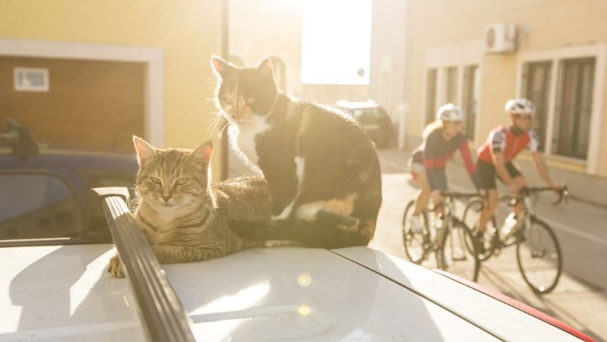 Katzen Route Istrien