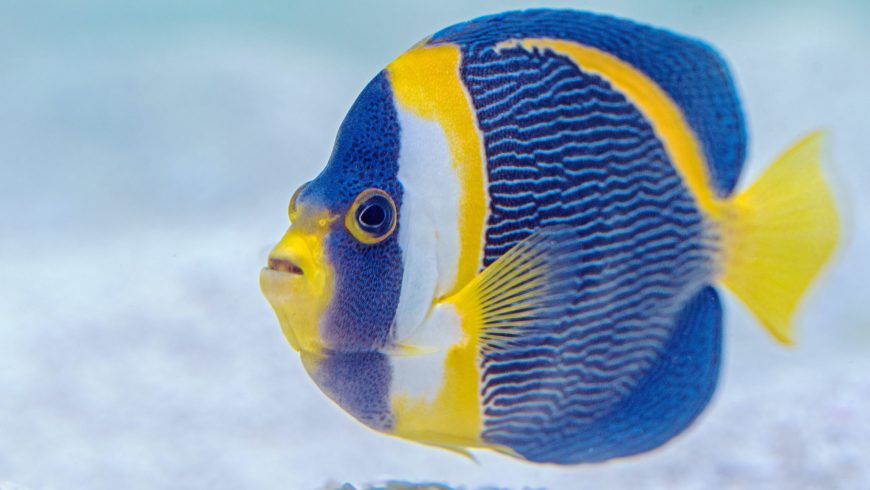 Fische zeigen liebeskrankes Verhalten