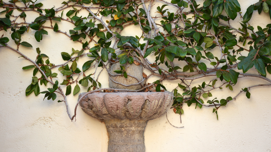 Espalier trees: a tradition worth rediscovering