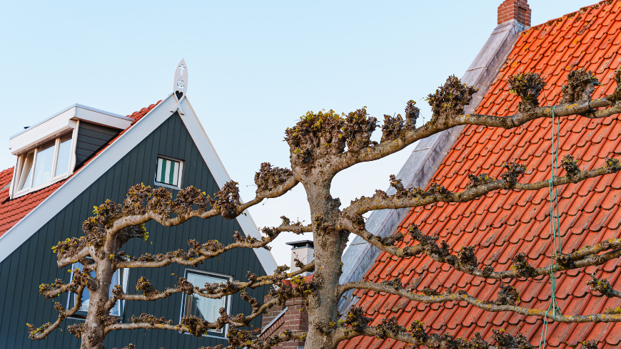 Espalier trees: a tradition worth rediscovering