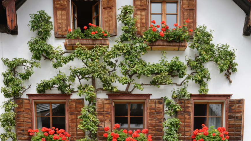 Espalier fruit trees adding elegance to a garden
